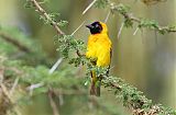 Lesser Masked-Weaver